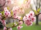 der-name-sakura-symbolik-bedeutung-und-ursprung