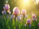 iris-herkunft-symbolik-und-die-spannende-geschichte-des-namens