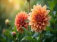was-bedeutet-der-name-dahlia-herkunft-und-symbolik-des-namens