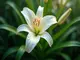 was-bedeutet-der-name-lilly-herkunft-und-bedeutung-erklaert