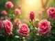 was-bedeutet-der-name-rose-ein-einblick-in-herkunft-und-bedeutung